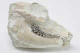 Oligocene Fossil Camelid (Poebrotherium) Skull - Wyoming #197464-1